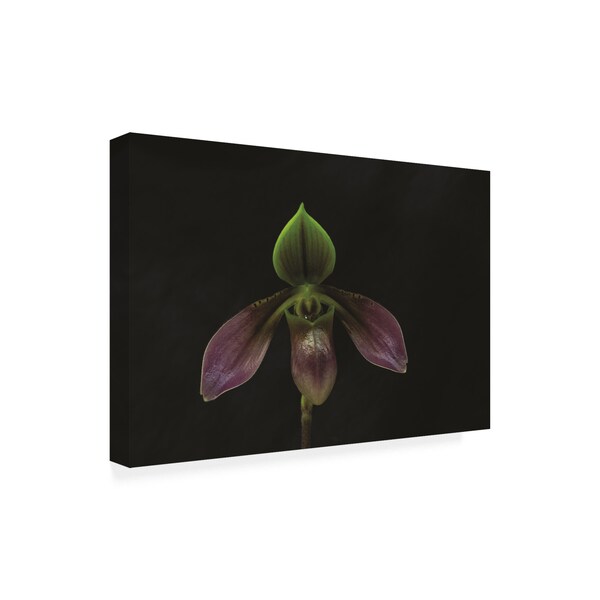 Kurt Shaffer Photographs 'Lovely Luminous Orchid' Canvas Art,16x24